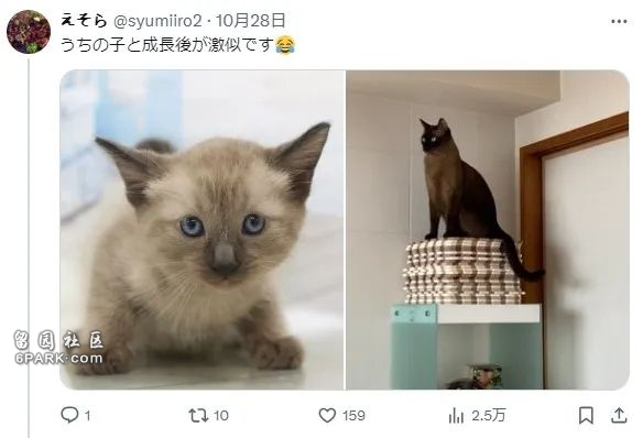 收养了只白色小奶猫 4年后彻底黑化 诈骗吗(组图)